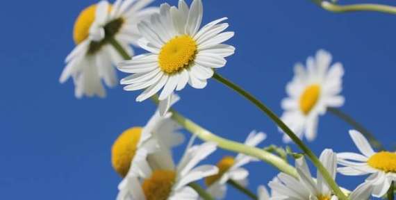 Keeping Up Your Garden Appearances